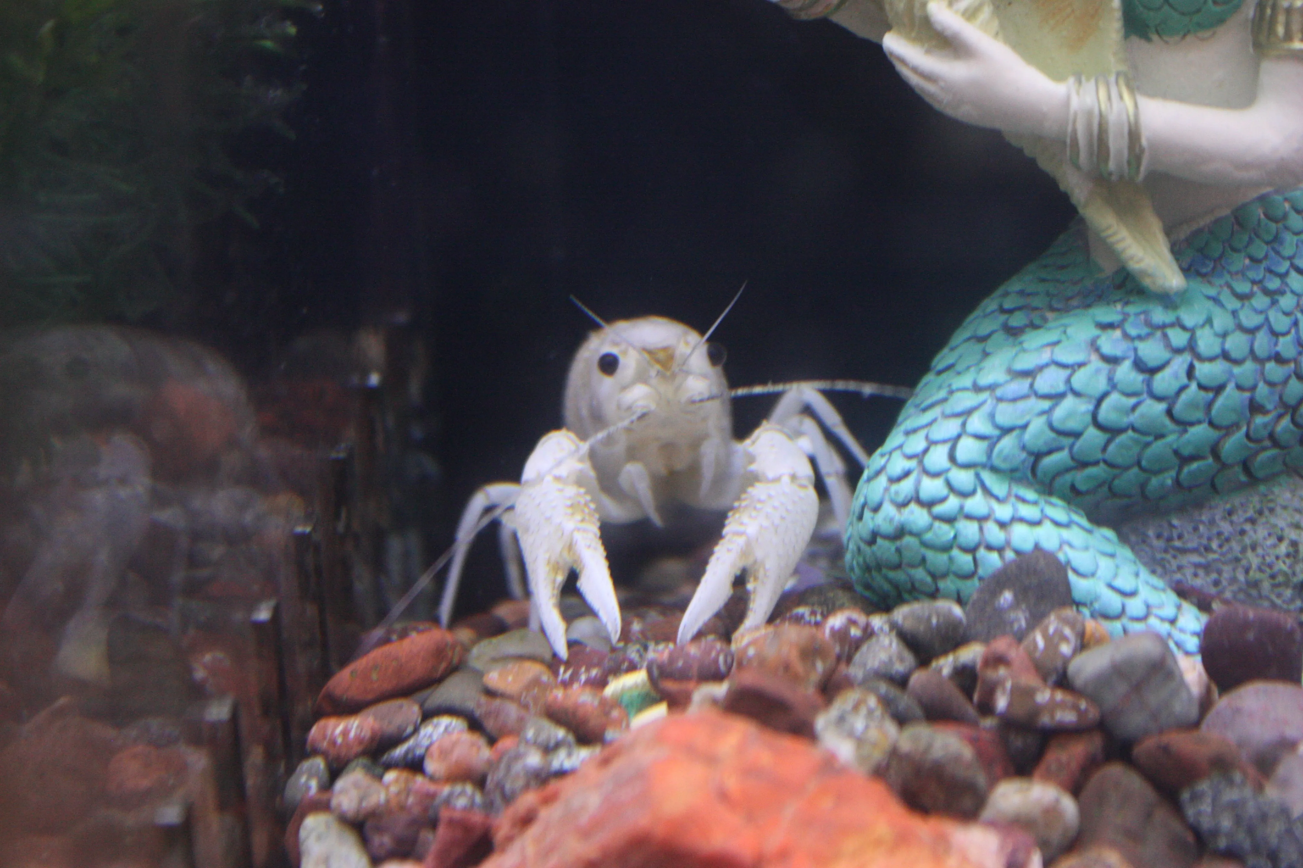 Snow White Lobster